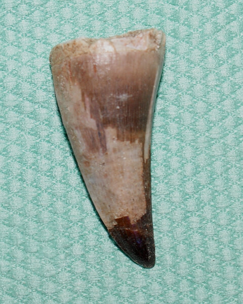 Mosasaurus
